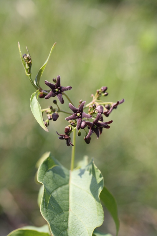 Изображение особи Vincetoxicum scandens.