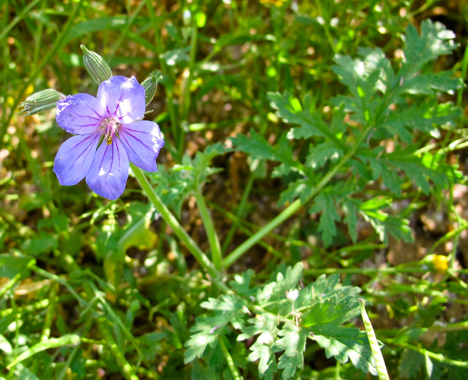 Изображение особи Erodium ciconium.