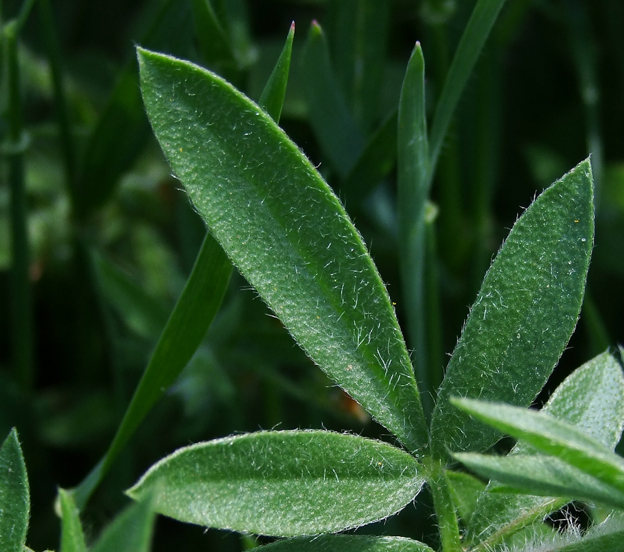Изображение особи Hymenocarpos circinnatus.