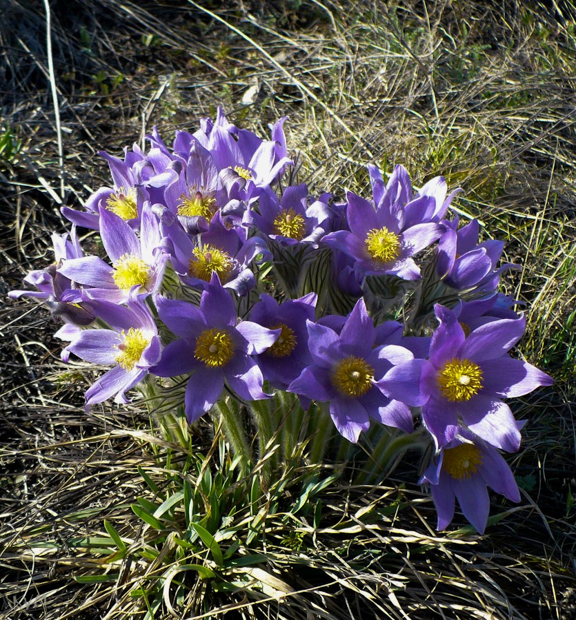 Изображение особи Pulsatilla patens.