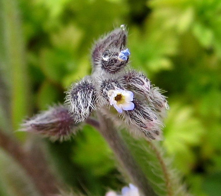 Изображение особи Myosotis discolor.