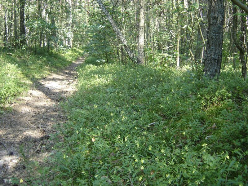 Изображение особи Melampyrum pratense.