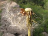 Taraxacum