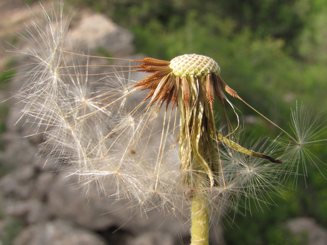 Изображение особи род Taraxacum.