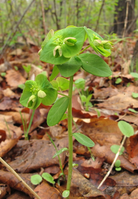 Изображение особи Euphorbia savaryi.