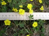 Potentilla incana