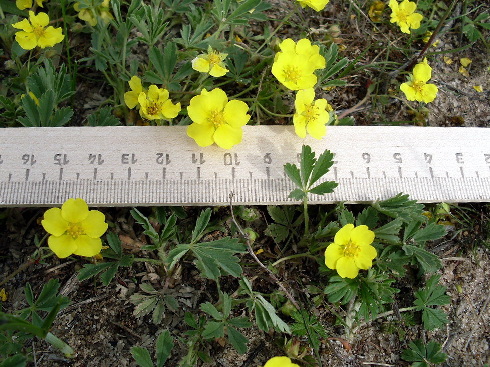 Image of Potentilla incana specimen.