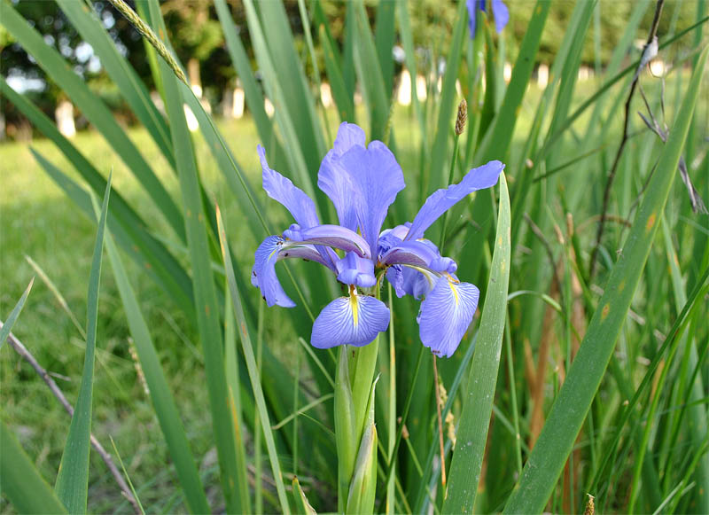 Image of Iris musulmanica specimen.