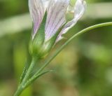 Linum tenuifolium. Чашечка цветка. Черноморское побережье Кавказа, щель Прасковеевская, опушка смешанного леса над дорогой в ущелье. 09.06.2012.