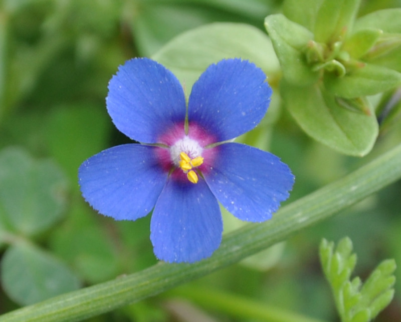 Изображение особи Anagallis arvensis.