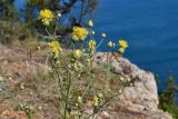 Centaurea salonitana