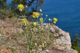 Centaurea salonitana