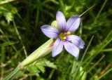 Sisyrinchium septentrionale