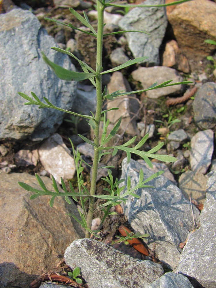 Изображение особи Lepidium ruderale.