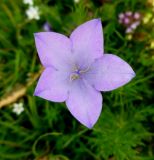 Campanula beauverdiana