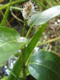 Persicaria amphibia