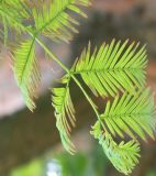 Metasequoia glyptostroboides. Веточка. Украина, Херсонская обл., Чаплинский р-н, пос. Аскания-Нова, дендропарк. Август 2012 г.