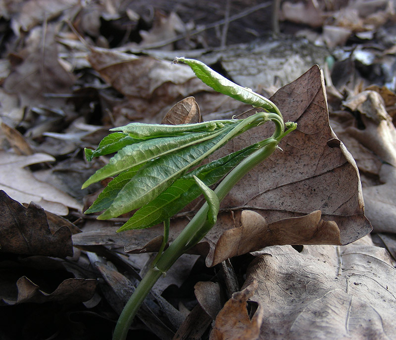 Image of Mercurialis perennis specimen.