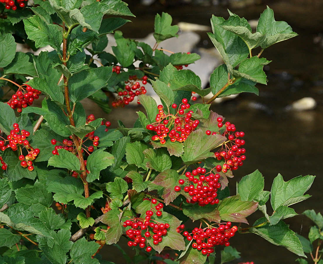 Image of Viburnum opulus specimen.