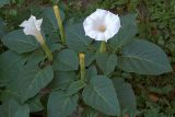 Datura innoxia. Цветущее растение. Киев, заброшенная клумба в жил. массиве возле Святошинского озера. 4 сентября 2012 г.