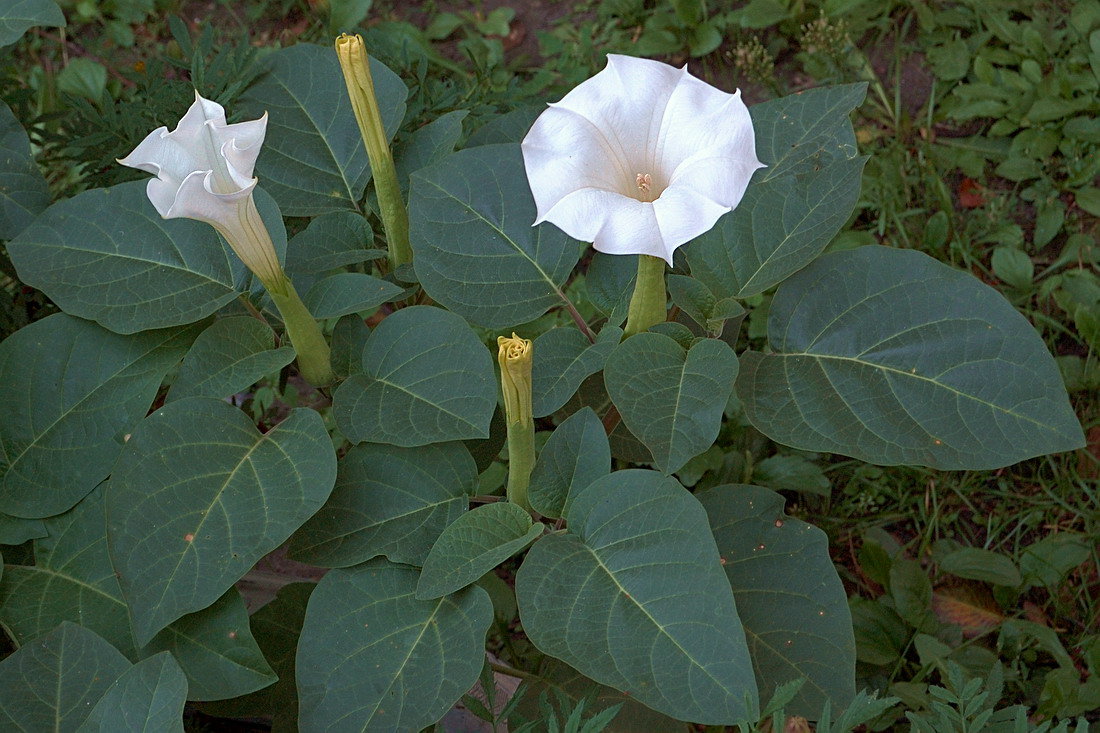 Изображение особи Datura innoxia.