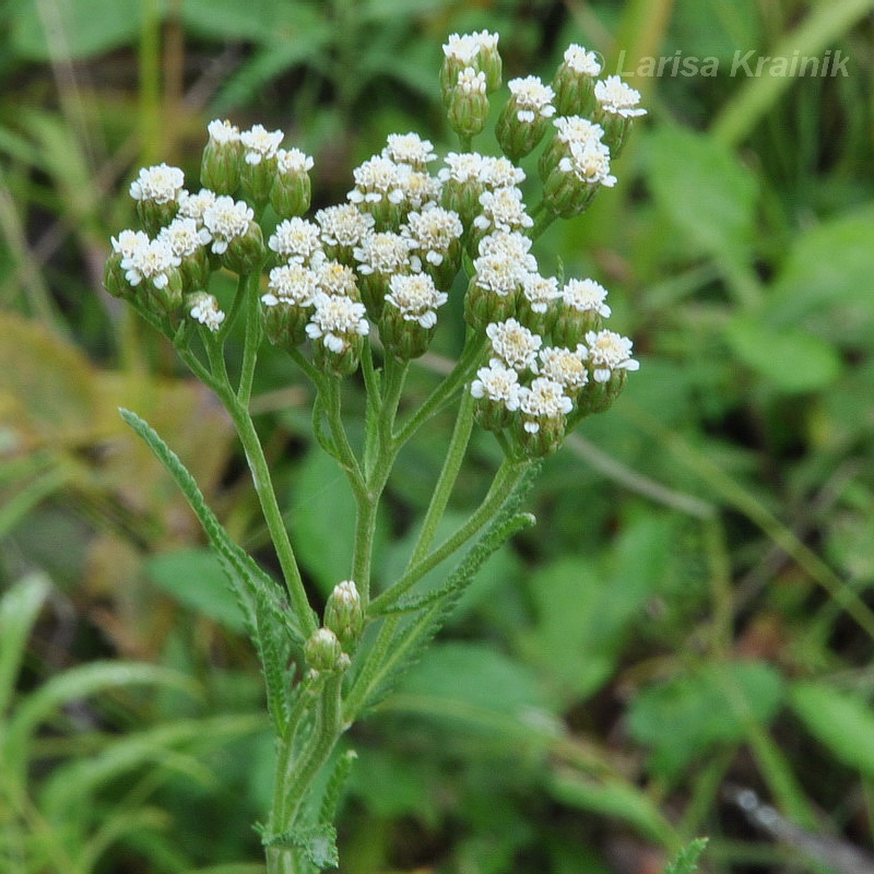 Изображение особи род Achillea.