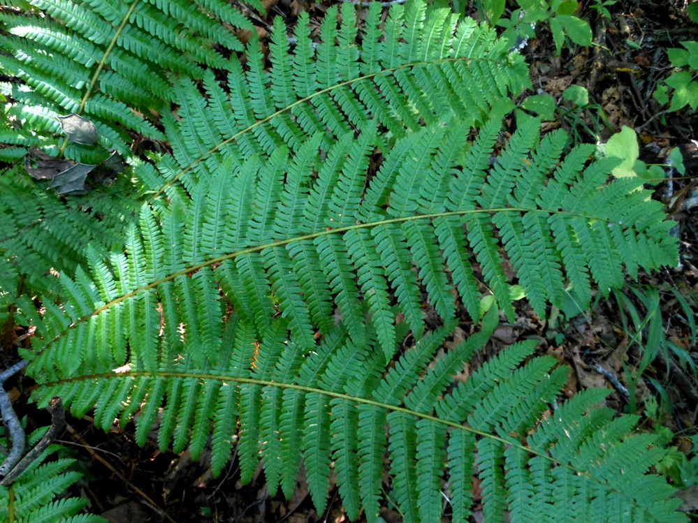 Изображение особи Dryopteris crassirhizoma.