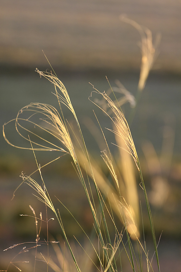 Изображение особи род Stipa.