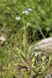 Myosotis cespitosa