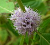 Mentha canadensis. Соцветие. Приморский край, Спасский р-н, окр. с. Хвалынка. 01.09.2012.