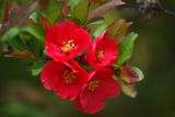 Chaenomeles japonica