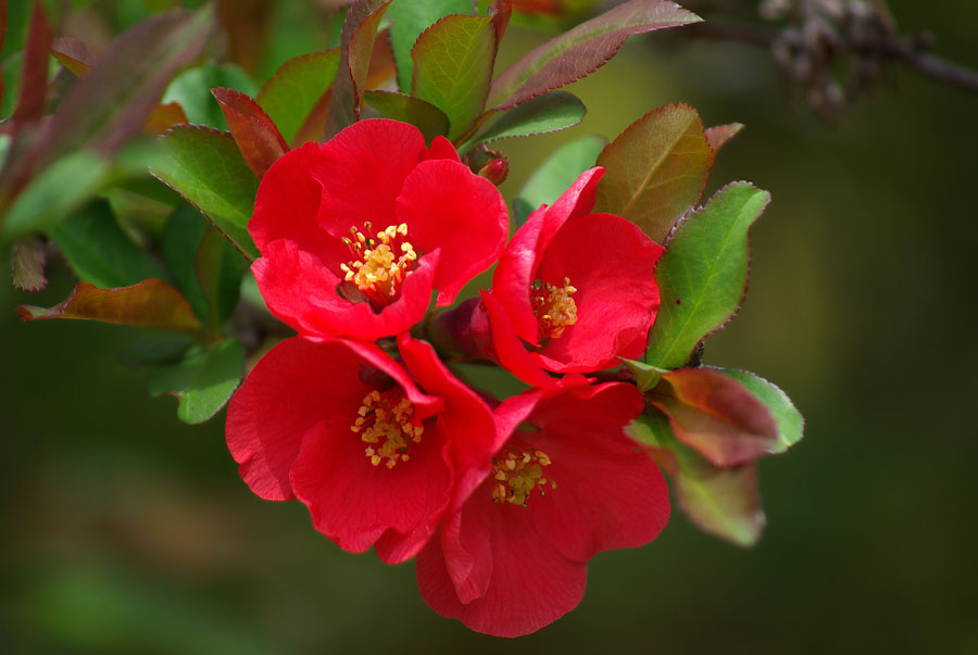 Изображение особи Chaenomeles japonica.