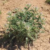 Cirsium pugnax. Расцветающее растение. Республика Адыгея, плато Лаго-Наки. 25.07.2012.