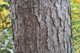 Pinus strobus. Часть ствола взрослого дерева. Германия, г. Кемпен, в культуре. 09.11.2012.