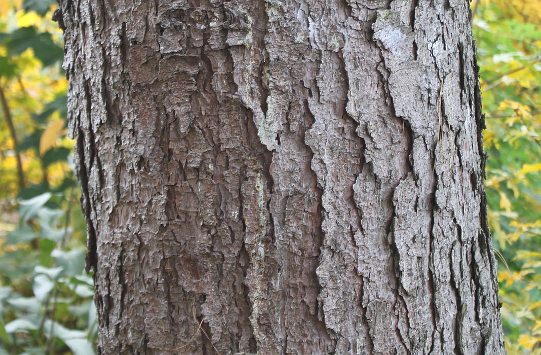 Image of Pinus strobus specimen.