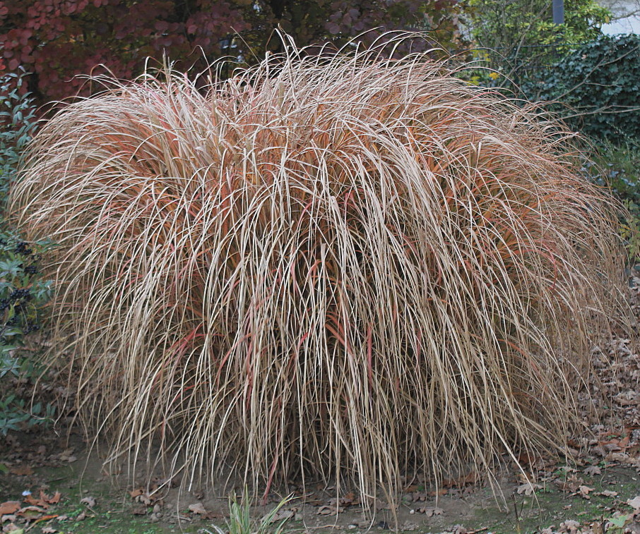 Изображение особи Miscanthus sinensis.