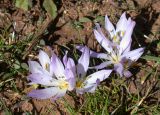 Colchicum szovitsii subspecies brachyphyllum. Цветущее растение. Israel, Mount Hermon, Mann Valley. 12.11.2006.