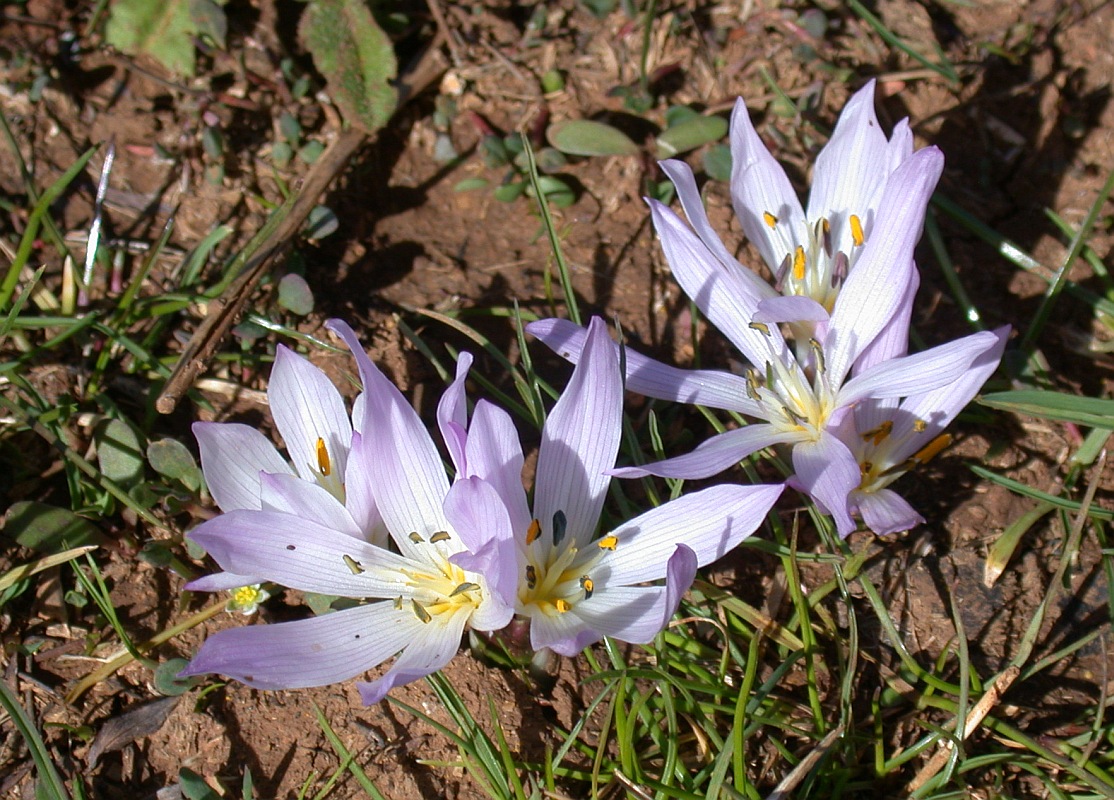 Изображение особи Colchicum szovitsii ssp. brachyphyllum.