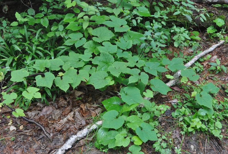 Изображение особи Vitis amurensis.
