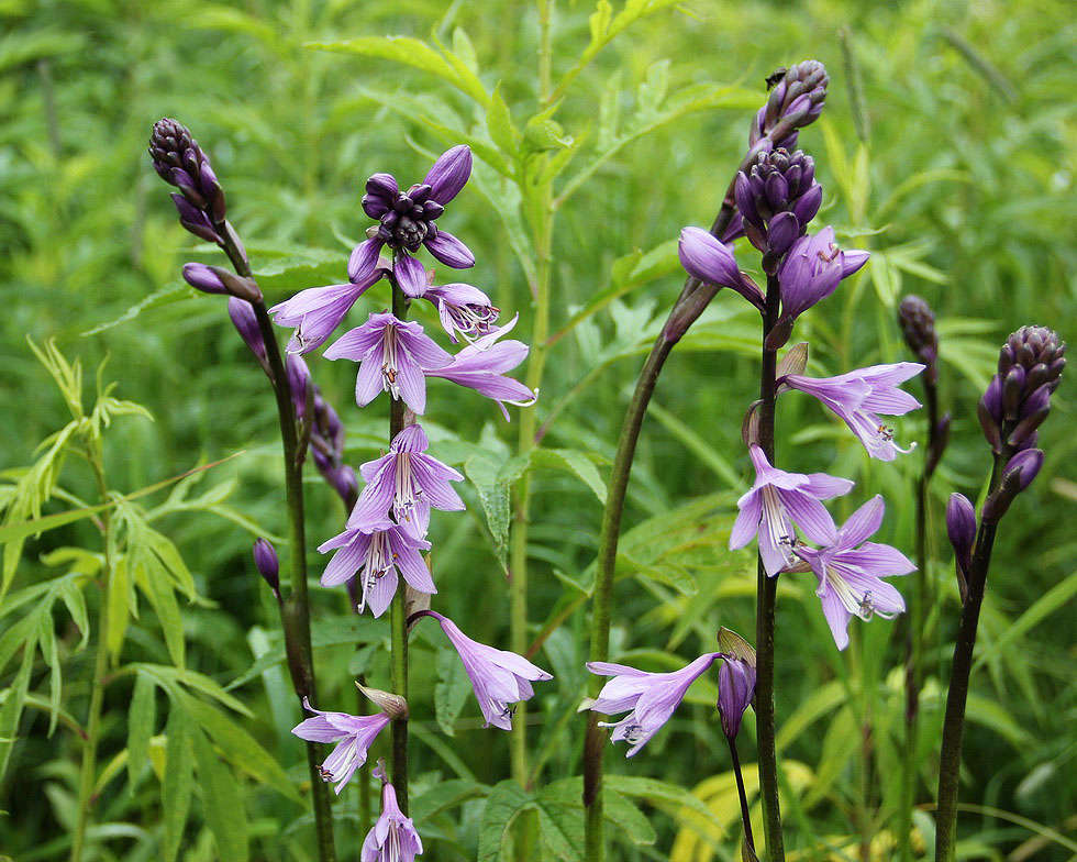 Image of Hosta rectifolia specimen.