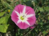 Convolvulus arvensis. Цветок. Украина, г. Запорожье, район Южного рынка. 12.07.2009.