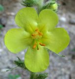 Verbascum phlomoides. Цветок. Абхазия, Гудаутский р-н, обрыв. 09.06.2012.
