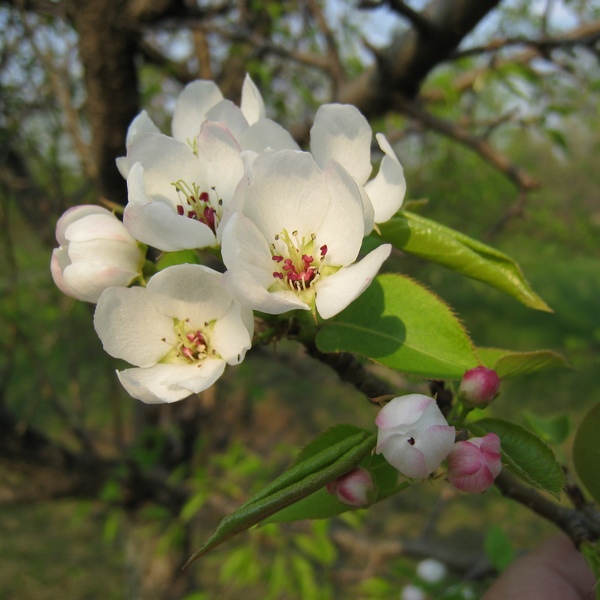 Изображение особи Pyrus ussuriensis.