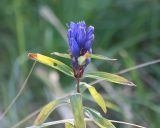 Gentiana triflora