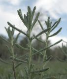 Achillea wilhelmsii