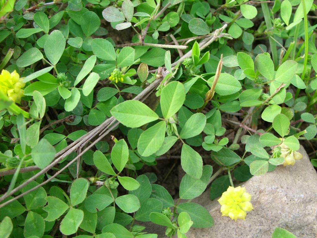 Изображение особи Trifolium campestre.