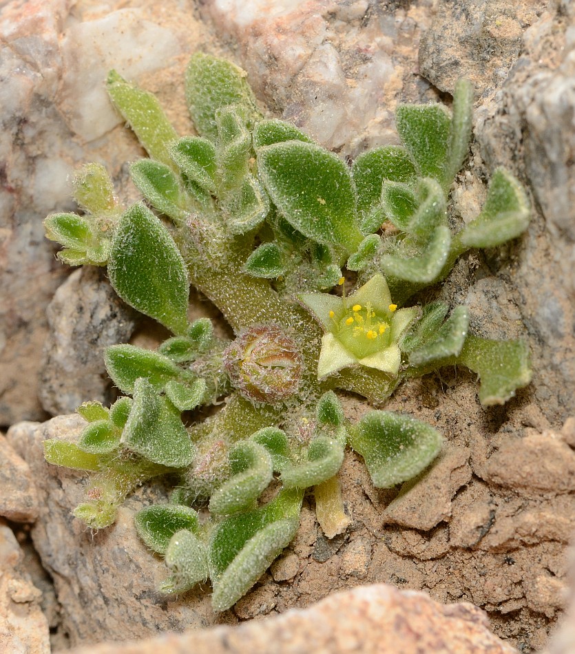 Image of Aizoon canariense specimen.