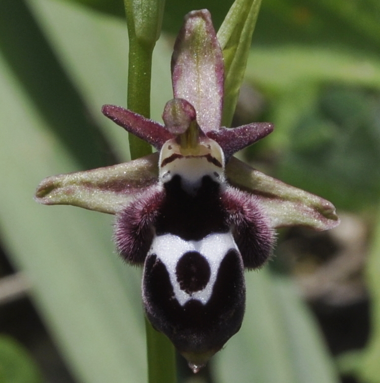 Image of Ophrys reinholdii specimen.