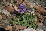 Delphinium caucasicum