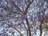 Jacaranda mimosifolia